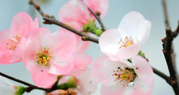 海棠花（探索海棠花的浪漫与深情）