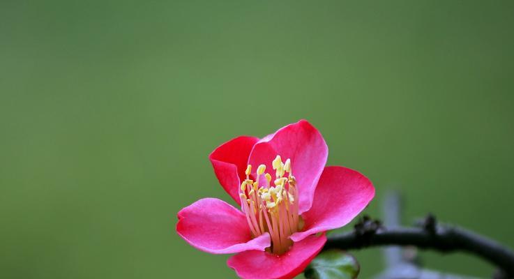 海棠花（映红万顷苍山绿）