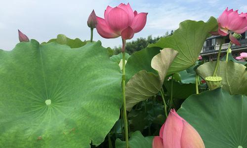 荷花花语是什么？荷花有什么花语与美丽？