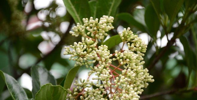 揭秘冬青（冬青植物的生态习性）