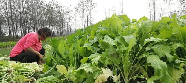 冬季蔬菜种植指南（享受冬季自种无污染蔬菜的乐趣）