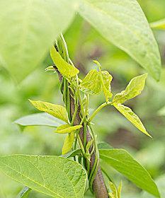 豆角是什么植物？