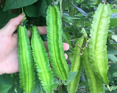 豆角种子的毒性与安全性探究（了解豆角种子的化学成分及毒性风险）