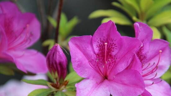 杜鹃花的寓意和象征风水（美丽与吉祥并存的神奇之花）