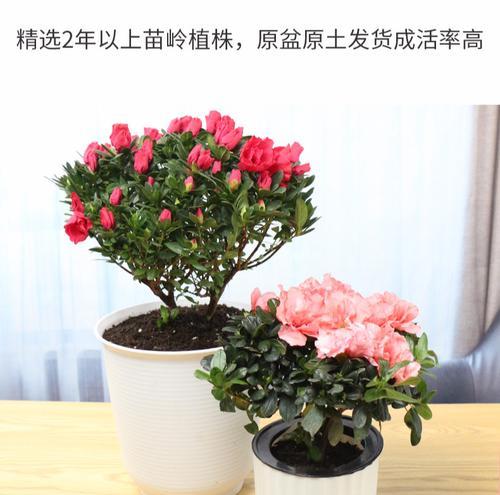 杜鹃花在室内养护全攻略（室内种植杜鹃花的注意事项和技巧）