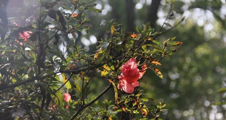 杜鹃花秋天开花的真相（揭秘杜鹃花为何在秋天开花）