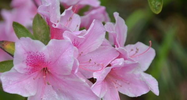 杜鹃花——多年生植物的生长特点（探究杜鹃花的生命力与成长环境）