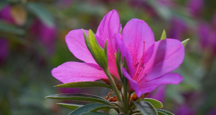 杜鹃花（探寻杜鹃花的历史和文化底蕴）