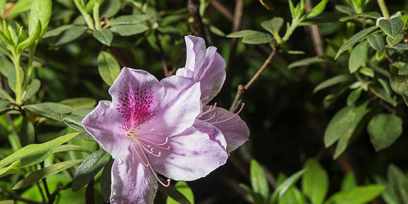 杜鹃花——春季怒放的魅力之花（从品种到花语）