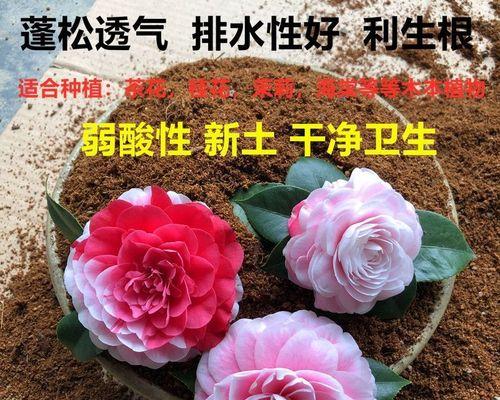 探究杜鹃花种植的最佳土壤类型（土壤pH值对杜鹃花生长的影响）