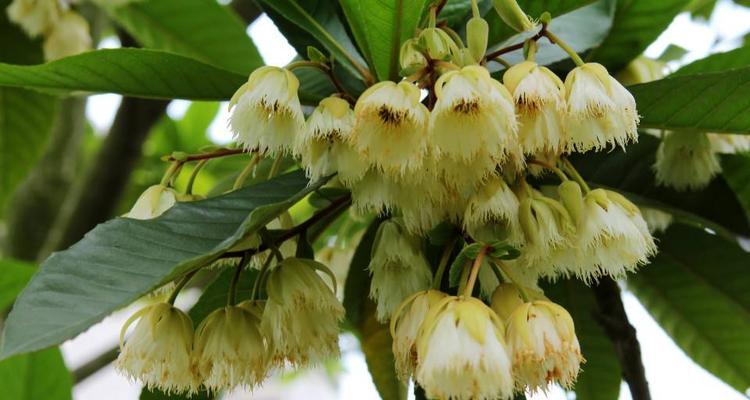 揭秘杜英花期，让您更懂杜英（杜英花期、花语、喜好）