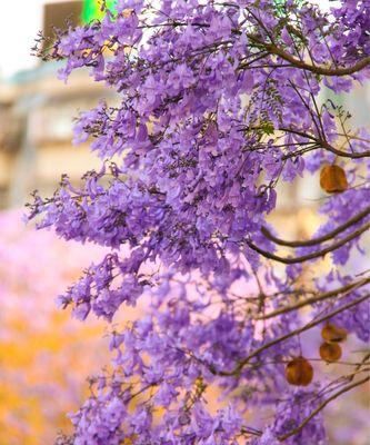 蓝花楹的花语与寓意（蓝花楹——传递勇气与希望的使者）