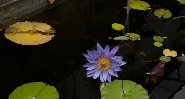 以蓝莲花代表什么人（探索蓝莲花象征的人性品质）