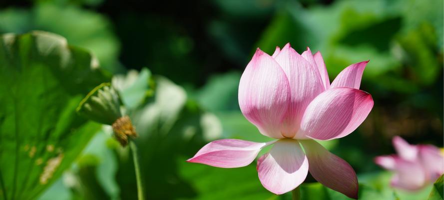 龙眼花语的寓意与象征意义（揭示龙眼花语的深刻内涵）