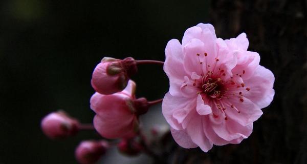 梅花之美（揭秘梅花的十五种花语与象征意义）