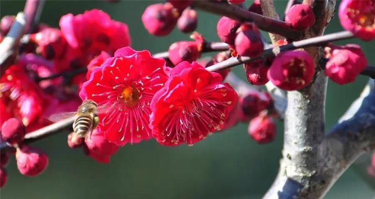 梅花的花语与象征寓意（探寻梅花的深刻内涵）