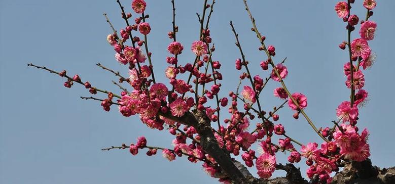 梅花花语与代表意义——寒冬中的坚强与美丽（唤醒内心的勇气与希望）