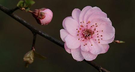 梅花花语（探寻梅花的花语与寓意）