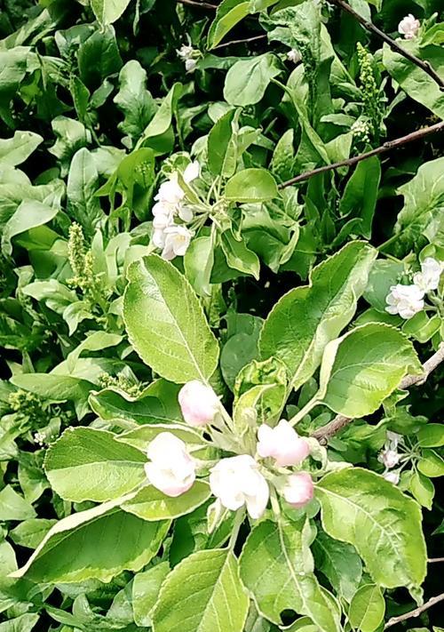 苹果花的象征意义及文化传承（探寻苹果花在人们心中的意义与价值）