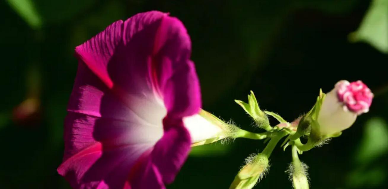 牵牛花的花语和象征意义（探寻牵牛花的花语和象征意义）