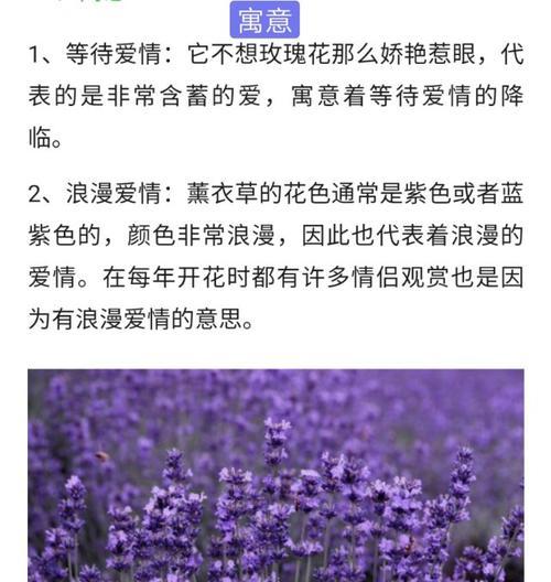 球菊花语与寓意（探寻球菊背后的深意）