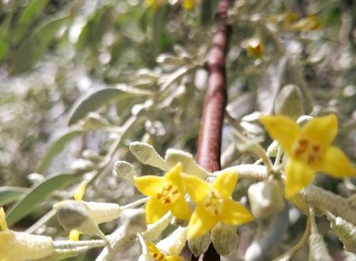 沙枣花（探寻沙枣花的花语和寓意）