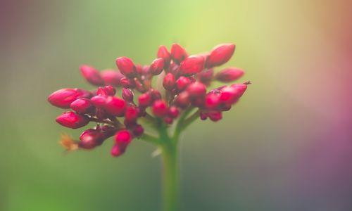 清香花语（以白兰花为代表的静谧之美）