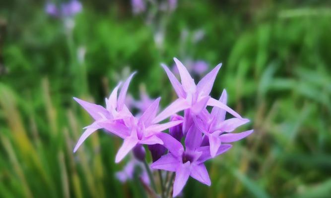 柔弱娇贵的代表——水仙花（娇美芬芳）