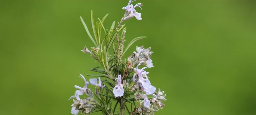 以忘记一个人为主题的花语隐喻与感悟是什么花？花开花谢，忘记你