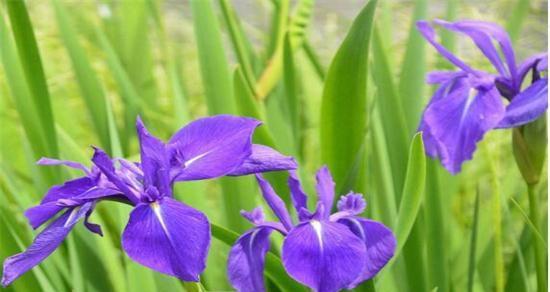 单纯之花——百合花的花语是什么？怎么用花语诠释单纯之美？