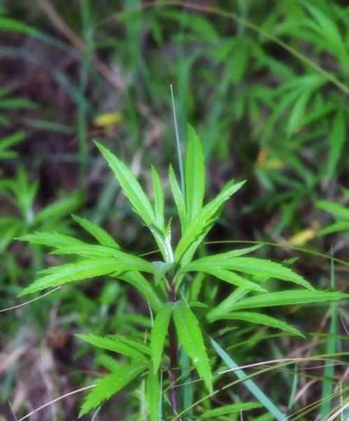 芦蒿的生长环境与特点有哪些？芦蒿在不同环境下的生长习性与适应能力是什么？