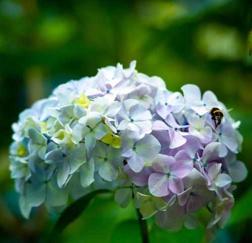 绣球花花语的含义与象征（探寻绣球花的情感和意义）