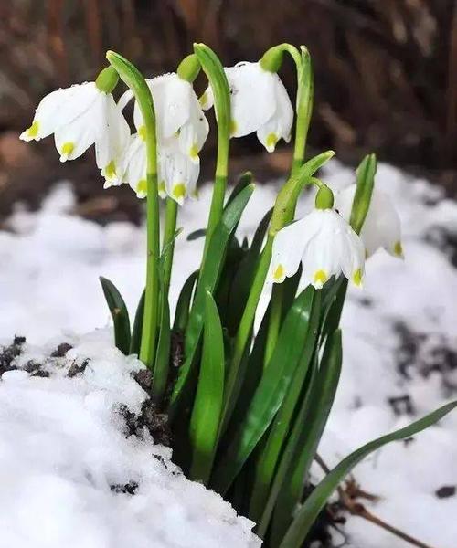 雪滴花传说（探寻雪滴花的传奇故事）