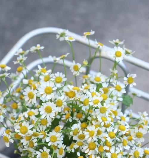 洋甘菊花语及寓意（探寻洋甘菊的花语和象征意义）