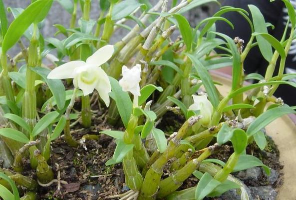 石斛种植与生长周期（一步步了解石斛的生长过程）