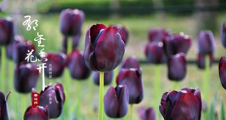 野生郁金香花语贞操的意义（通过野生郁金香的花语探讨贞操的深刻内涵）