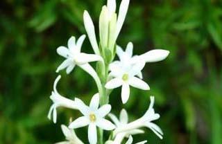 夜来香花语的美丽诠释（传递爱的芬芳——夜来香花语）