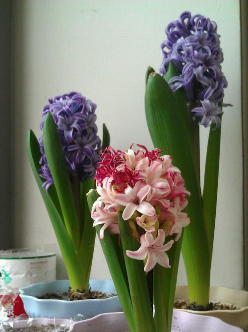 寓意道歉的花朵（用花语表达心意）