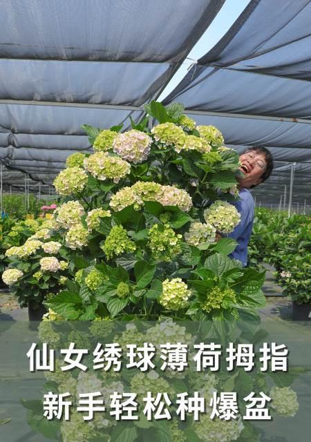 骄傲之花——朱槿花的象征意义（从花语到文化内涵）