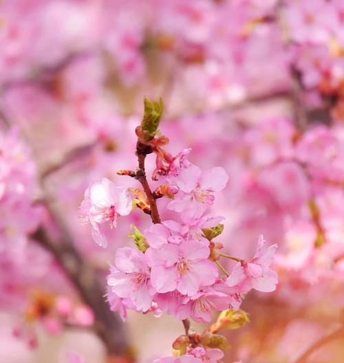 樱花的花语与寓意（探寻樱花的花语和含义）