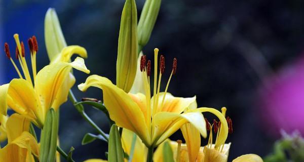 老师之花——银莲花（银莲花是老师之花）