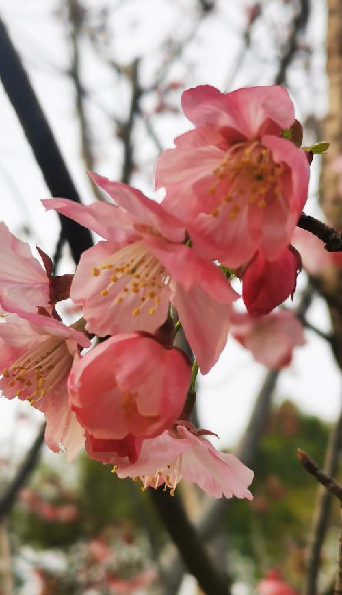 樱花花语（樱花的花语和寓意）