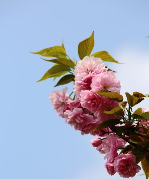 樱花之美（揭示樱花花语的深层寓意与文化意义）