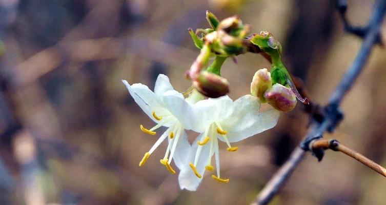 亲情之花——表达亲情的鲜花选择（花语中诉说深情）