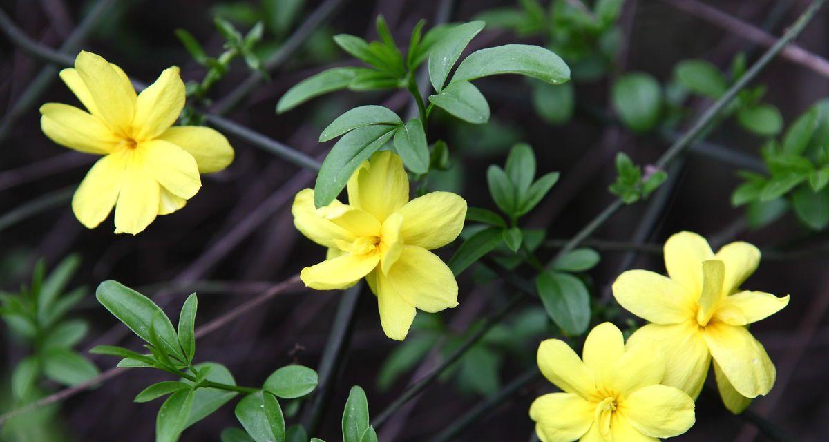 迎春花的花语（探索迎春花的花语）