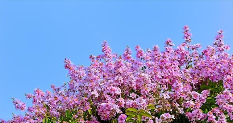 忘记你的花语——寄语逝去的爱情（用花的语言说出心中的困扰）