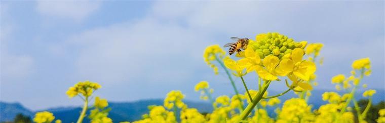 油菜花的花语——黄春之美（探秘油菜花的含义与寓意）