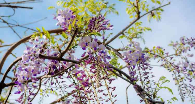 相思花意——花语中的相思之意（以相思为主题探讨花语中的情感象征）