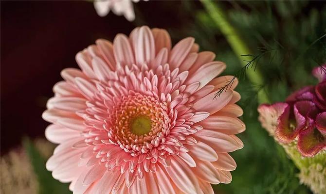 幸运之花——解读世界各地代表幸运的花卉（幸运花的花语、传说和文化背景）