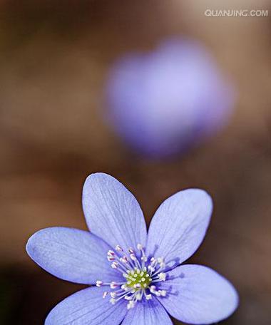 虚心向学的代表——白莲花（探究白莲花所代表的虚心品质）